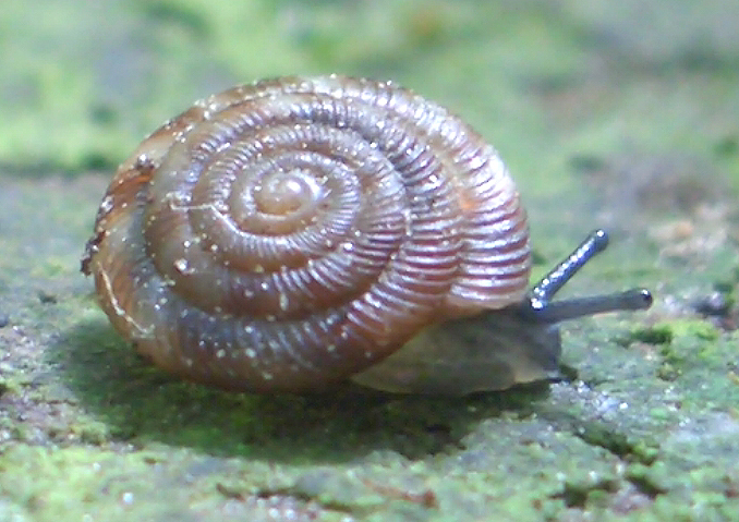Escarpment snail